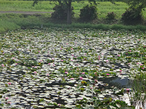 水蓮の池