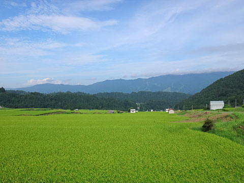 広い田んぼ