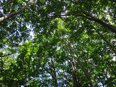 緑の葉に覆われる