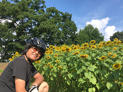 ひまわりとサイダー