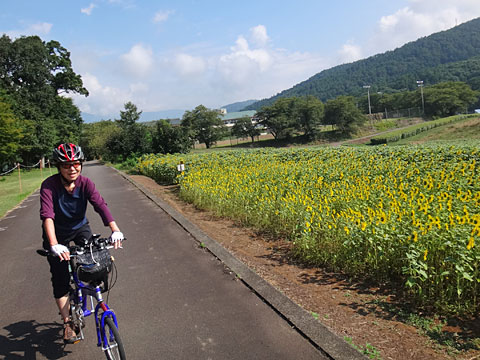 ひまわりとサリーナ