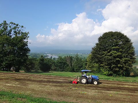 ひまわり畑をならすトラクター