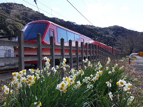 キンメ電車と水仙