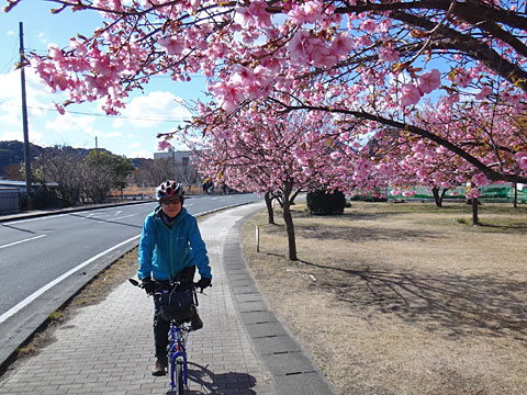 桜の下を走るサリーナ