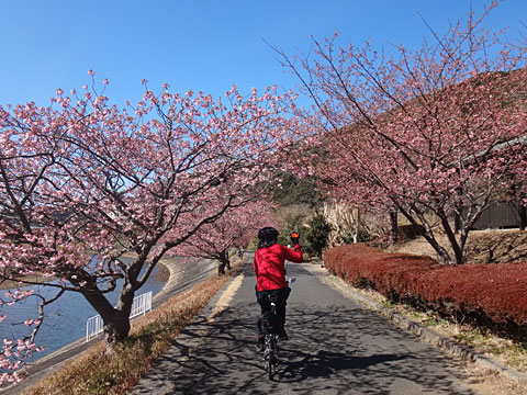 桜とサイダー（背中）