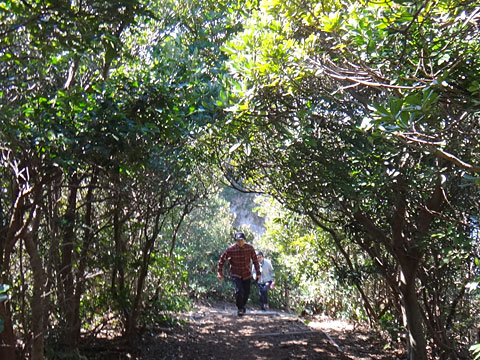ウバメガシのトンネル