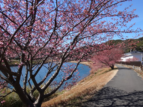 河津桜が現れた