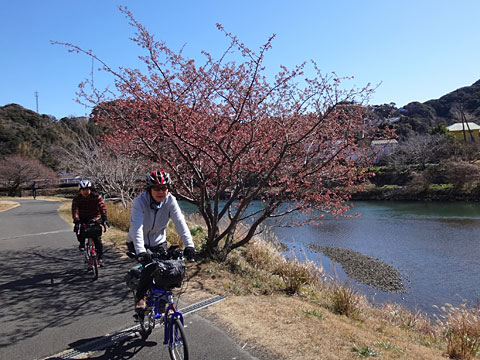 河津桜の下を走る