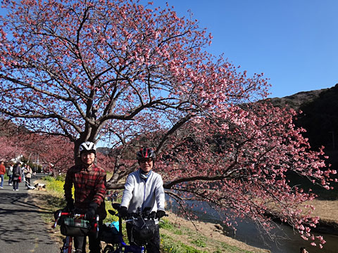 河津桜とシュンシュン、サリーナ