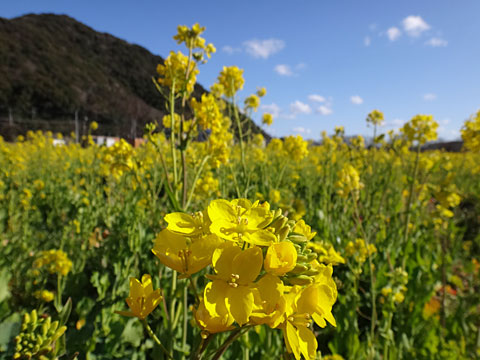 菜の花