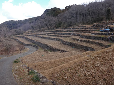 広がる棚田
