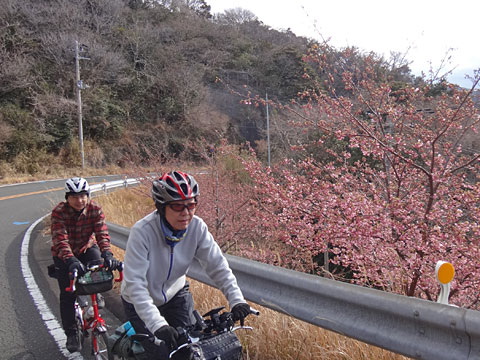 河津桜の横を走る