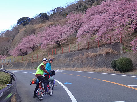 満開の桜に迎えられる