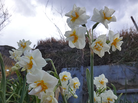 道しるべの脇の水仙