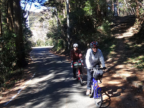 木立の中を進む