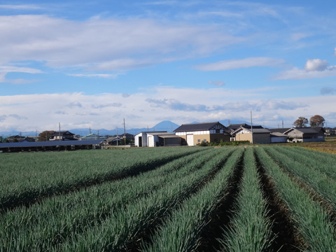 ネギと男体山