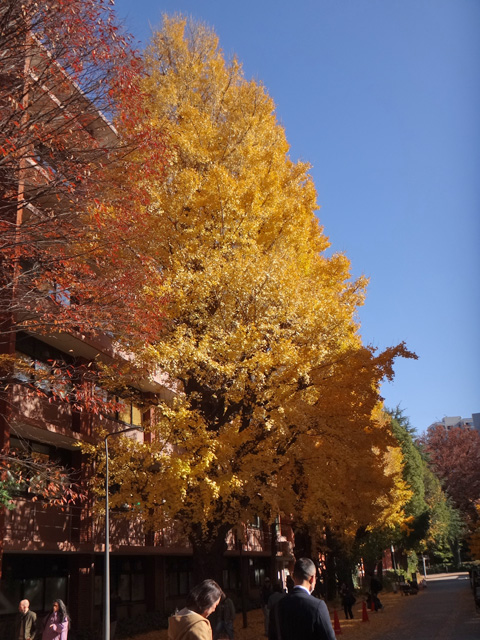 化学本館前の銀杏