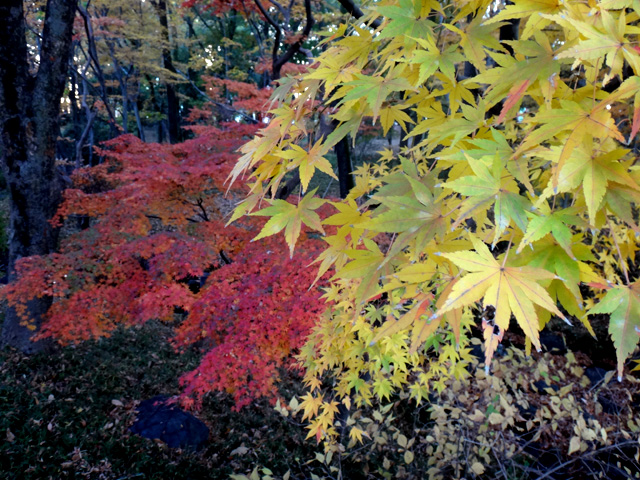 モミジ林のモミジ