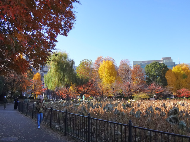 色とりどりの不忍池の紅葉
