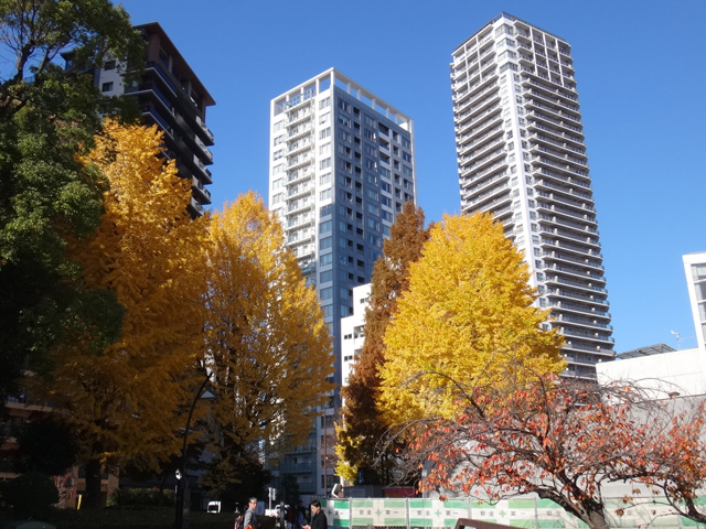 タワーマンションと色付いた銀杏