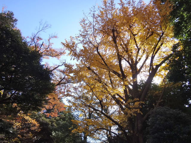 懐徳館庭園の銀杏