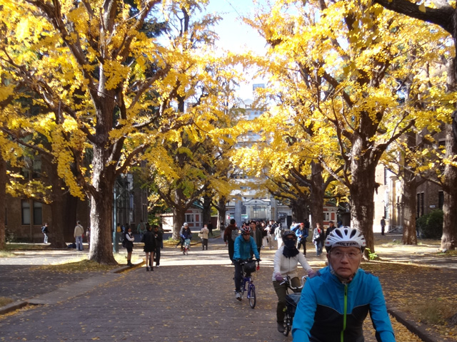 東京大学　銀杏並木