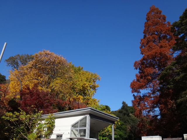 小石川植物園入口付近