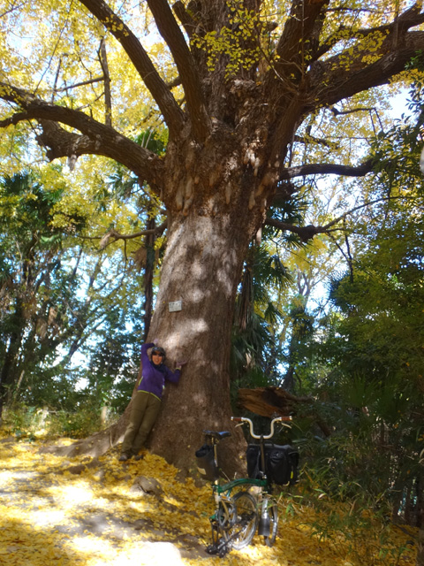 大銀杏とベネデッタ