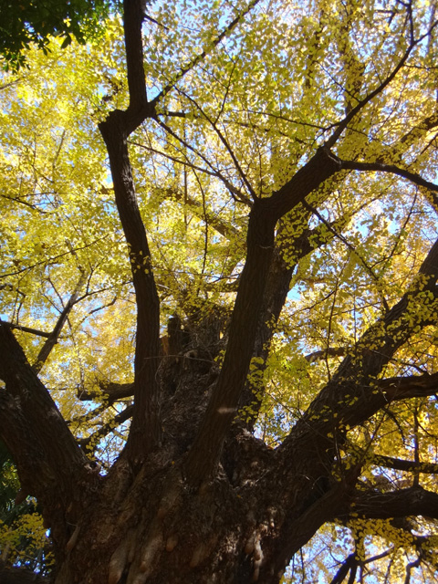 占春園の大銀杏