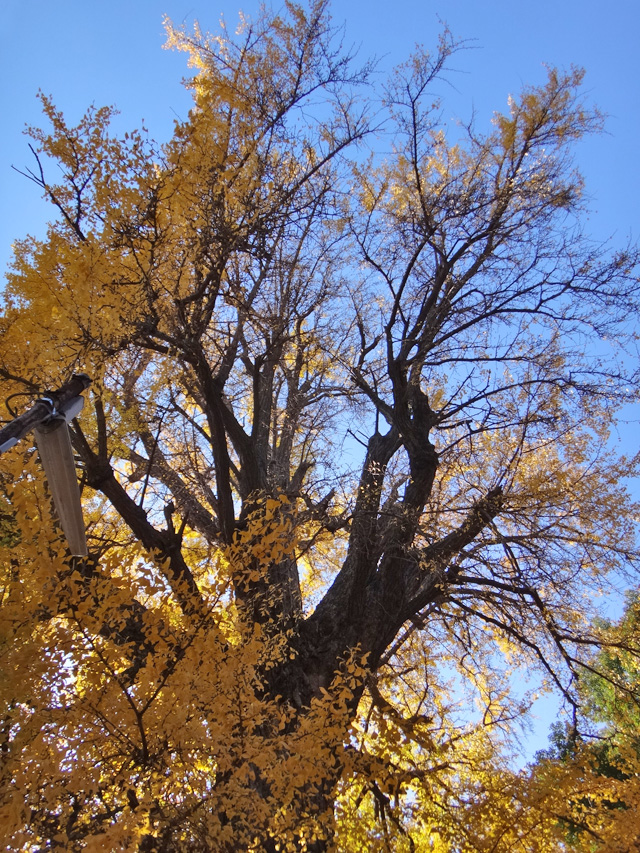 雑司ヶ谷鬼子母神入口付近の大銀杏