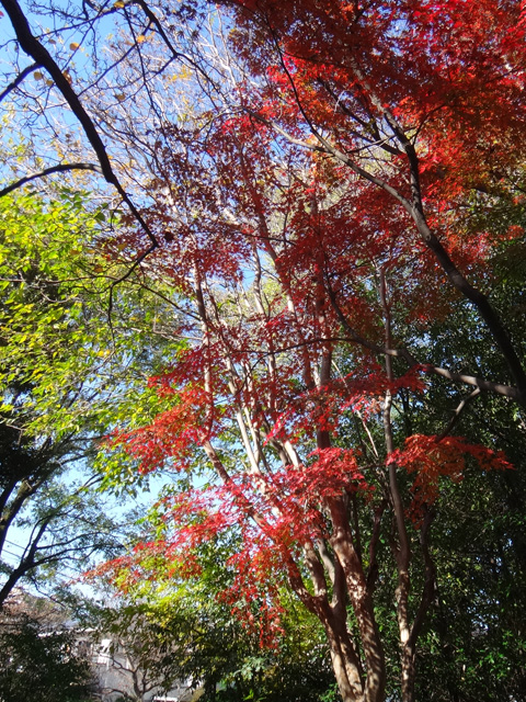 目白の森の紅葉