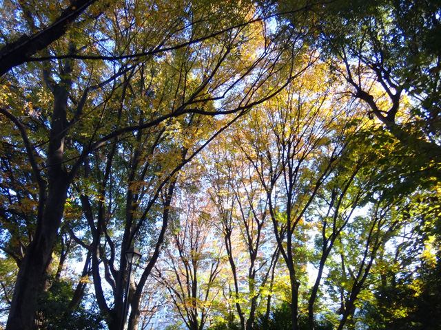 戸山公園の木々