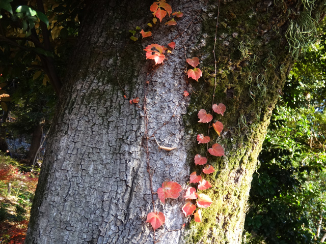 紅葉した蔦