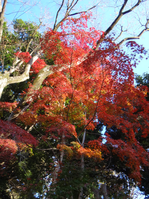 紅葉盛期のモミジ