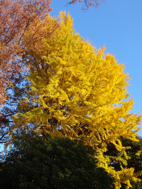 小石川後楽園の銀杏