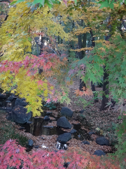 北の丸公園のモミジ林