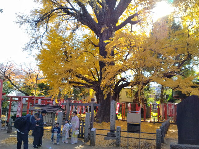 大銀杏の黄色い絨毯