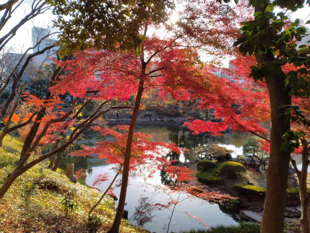 池の畔のモミジ