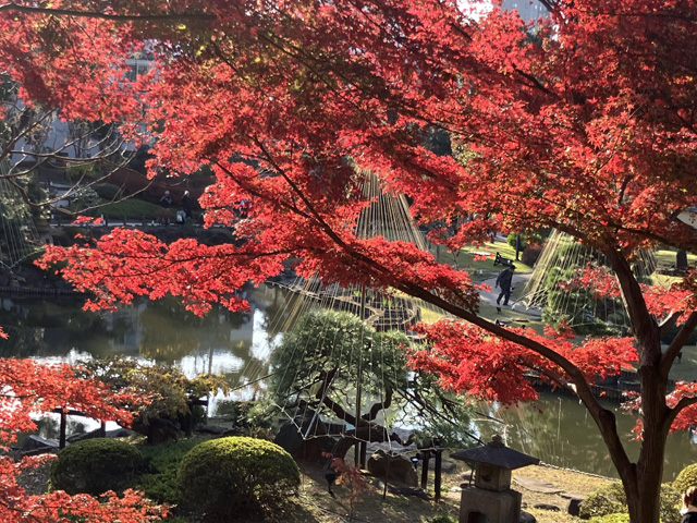 真っ赤なモミジ