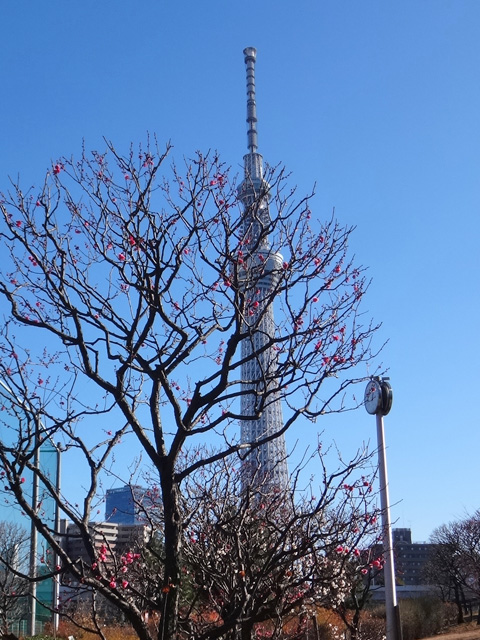 隅田公園で昼食
