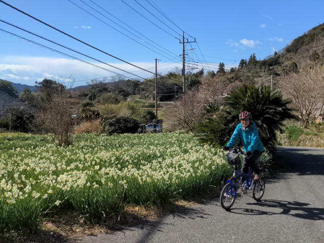 をくづれ水仙郷を行くサリーナ
