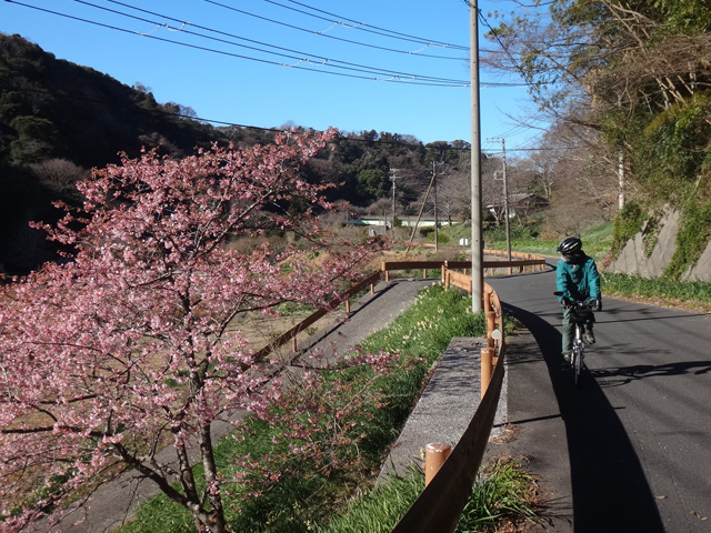 頼朝桜を横目に進むサイダー