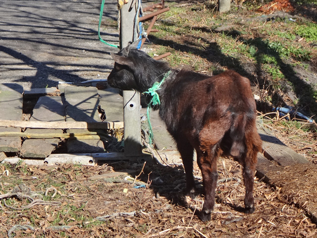 西畑の黒山羊さん