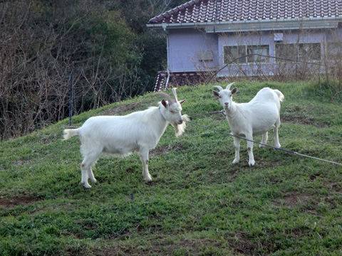 白髭山羊さん