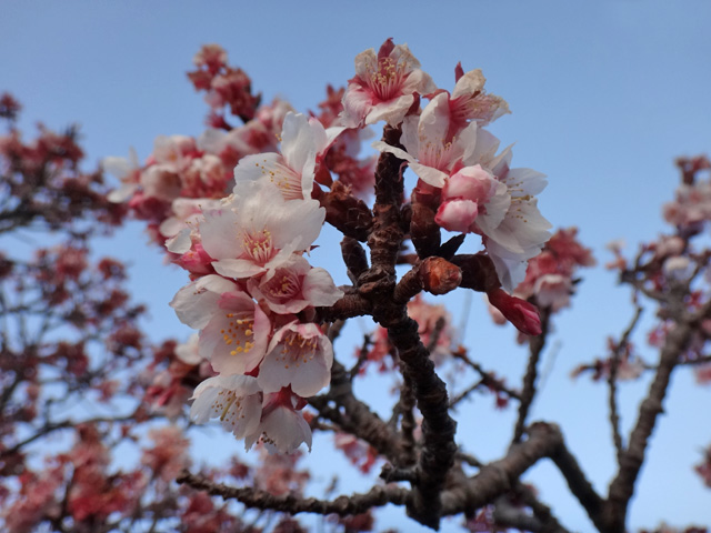 元朝桜