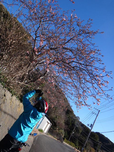 江月水仙ロード入口の河津桜