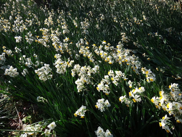 江月水仙ロードの水仙