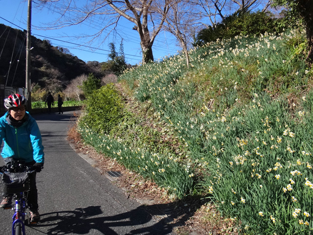 水仙を眺めながら走るサリーナ