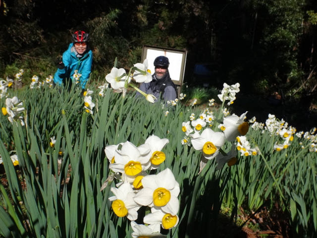 水仙に囲まれるサリーナとコテッチャン
