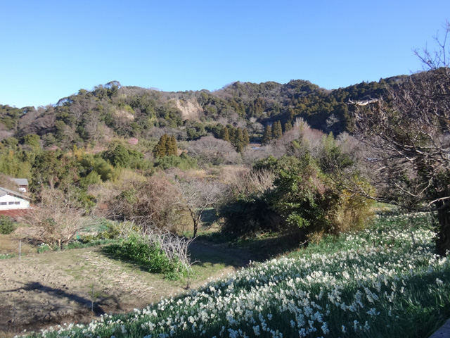 房総の山と水仙